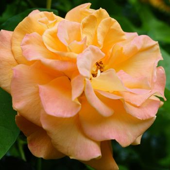 A lovely hybrid tea rose with a color between yellow, orange and pink