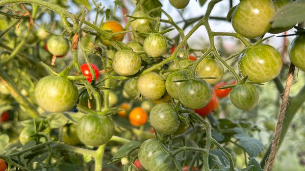 Tomato plants in greenhouse Green tomatoes plantation. Organic farming, young tomato plants growth in greenhouse.