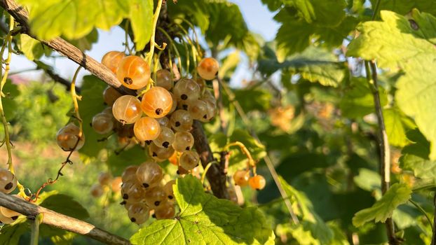 a small branch of white currant in the garden.