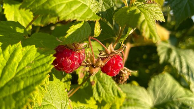 branch of ripe raspberries in a garden