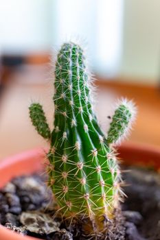 A small cactus in a brown pot looks like a person with raised arms.