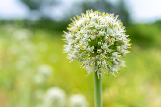 Garlic flower. Plant and grow at home. Garlic seeds. Rural natural background with place for writing. Clouse up.