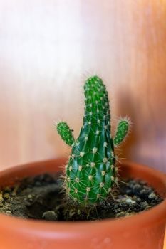 A small cactus in a brown pot looks like a person with raised arms.