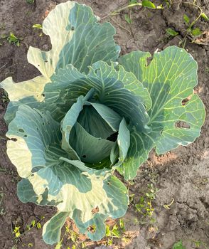 Young cabbage seedling in damp ground after planting. Harvest ripening. Green leaves in the ground, cultivation and farming. Top view of vegetable bush