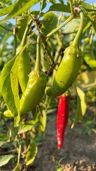 Lots of ripe red hot chili peppers grow in the garden bed.