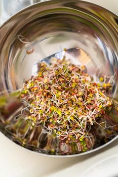 Day 6. Washing freshly harvested organic sprouts that were grown in a glass jar.