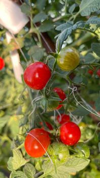 ripe small round tomatoes in the garden.