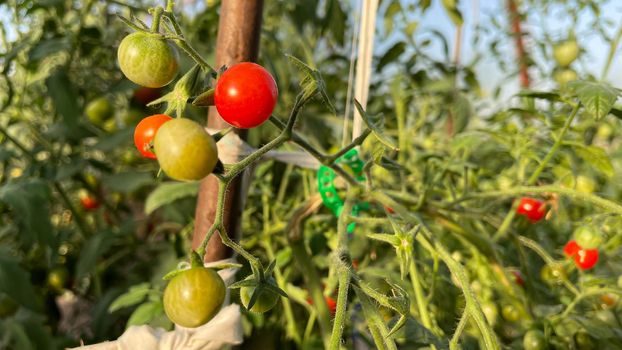 Tomato plants in greenhouse Green tomatoes plantation. Organic farming, young tomato plants growth in greenhouse.