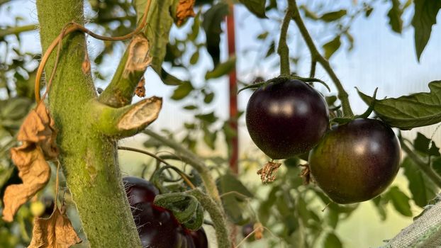 Fresh black tomatoes growing in the greenhouse. Black tomato Indigo Rose