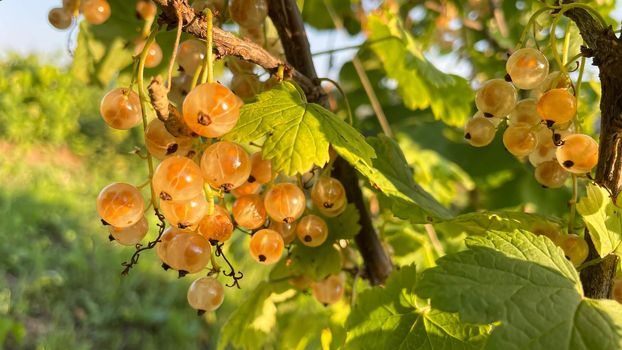 a small branch of white currant in the garden.