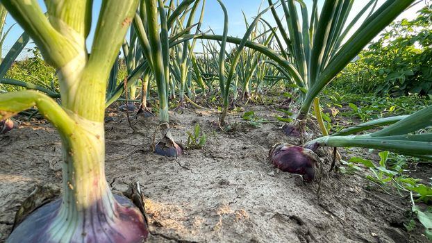 green onions growing in the garden