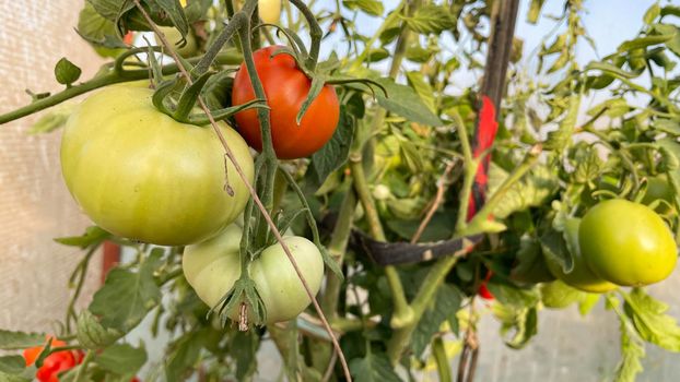 Tomato plants in greenhouse Green tomatoes plantation. Organic farming, young tomato plants growth in greenhouse.