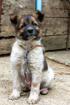 A small domestic hairy dog is looking at the camera. A small house guard on a leash.