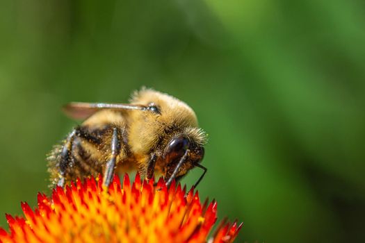 A hairy bumblebee, covered in pollen, flies around the flowers in search of nectar.