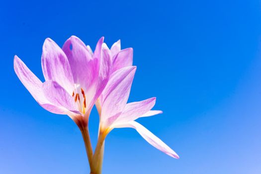 Beautiful crocus flower on a blue background. Place for writing. Copy space.