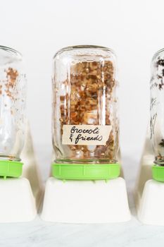 Day 2. Growing organic sprouts in a mason jar with sprouting lid on the kitchen counter.