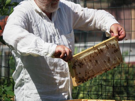 Beekeeper working with bees and beehives on the apiary. Beekeeping concept. Beekeeper harvesting honey Beekeeper on apiary.