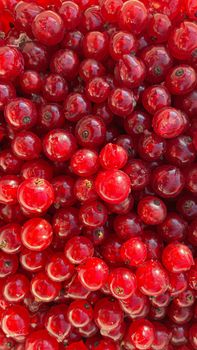 the beautiful red currant texture and background.