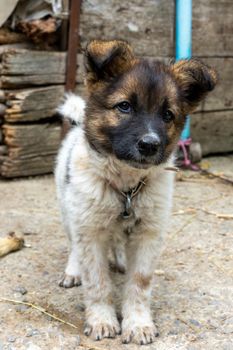 A small domestic hairy dog is looking at the camera. A small house guard on a leash.