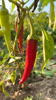 Lots of ripe red hot chili peppers grow in the garden bed.