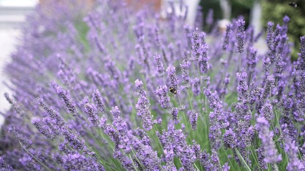 Flying bumble-bee gathering pollen from lavender blossoms. Close up Slow Motion. Beautiful Blooming Lavender Flowers swaying in wind. Provence, South France, Europe. Calm Cinematic Nature Background.