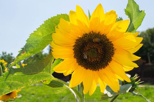 Bee collecting pollen from sunflowers head in the nature. High quality photo