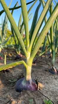 green onions growing in the garden