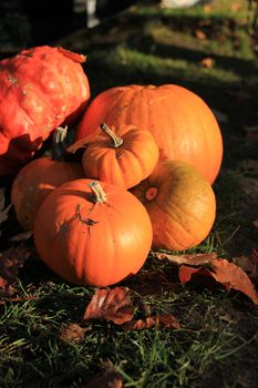 A group of bright orange pumpkins for fall decorations