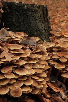 Group of mushrooms in a fall forest