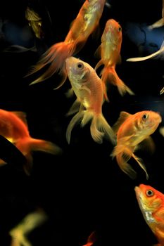 Goldfish in various sizes in a fish tank