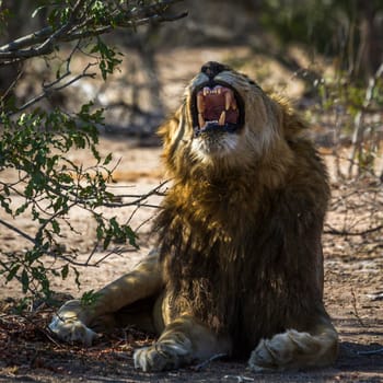 Specie Panthera leo family of Felidae