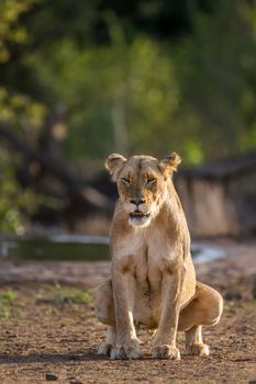Specie Panthera leo family of felidae