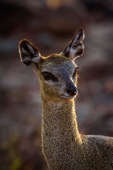 Specie Oreotragus oreotragus family of Bovidae