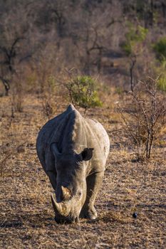 Specie Ceratotherium simum simum family of Rhinocerotidae