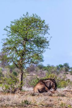 Specie Connochaetes taurinus family of Bovidae