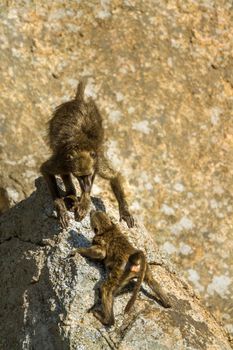 Specie Papio ursinus family of Cercopithecidae