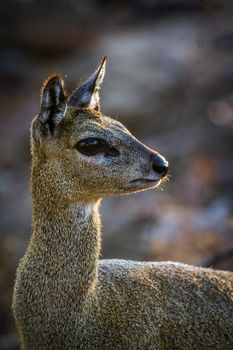 Specie Oreotragus oreotragus family of Bovidae