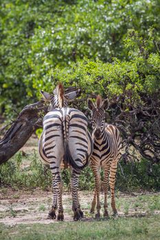 Specie Equus quagga burchellii family of Equidae