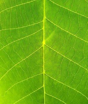 Full frame closeup of beautiful vivid green leaf. Surface with the structure of the green leaf, natural texture. 