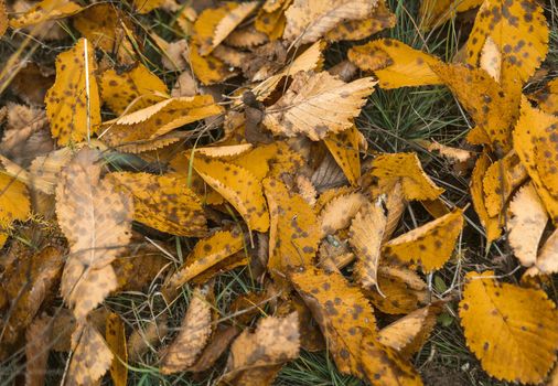 Fallen Alder Leaves On Green Grass, Autumn Background Of Yellow Autumn Leaves With Dark Spots, Macro Or Close Up Of Abstract Nature Pattern