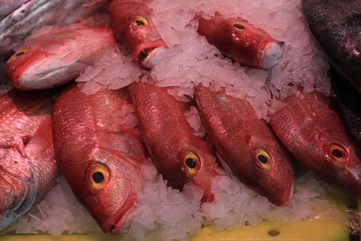 Fresh sea fishes on crushed ice in a fish shop