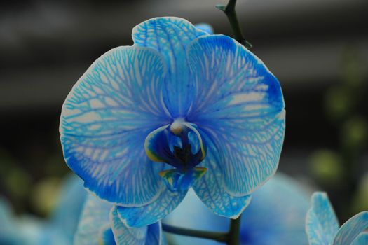 Big Phalaenopsis orchid plant, bright blue and white