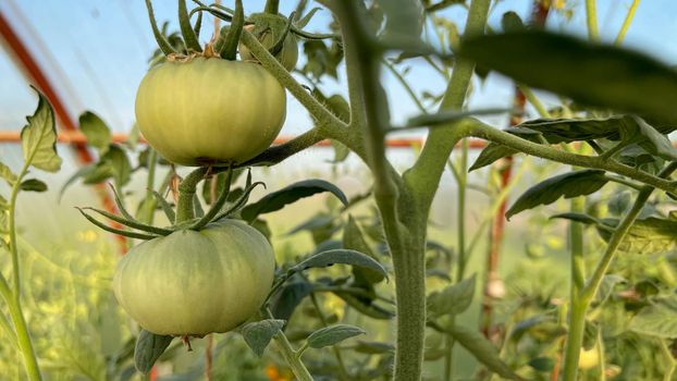 Tomato plants in greenhouse Green tomatoes plantation. Organic farming, young tomato plants growth in greenhouse.