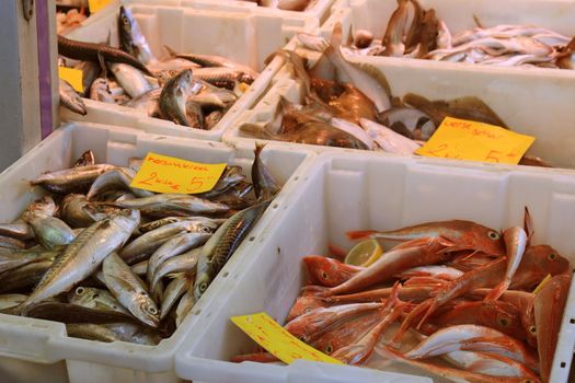 Fresh fishes on a market stall (tags: price and product information in Dutch, mackerel and Common dab)