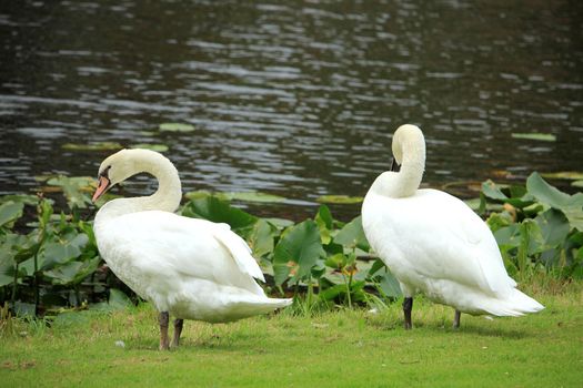 A single couple walking on the grass