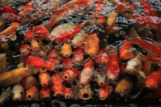 Koi Carps in various colors and sizes in a fish pond