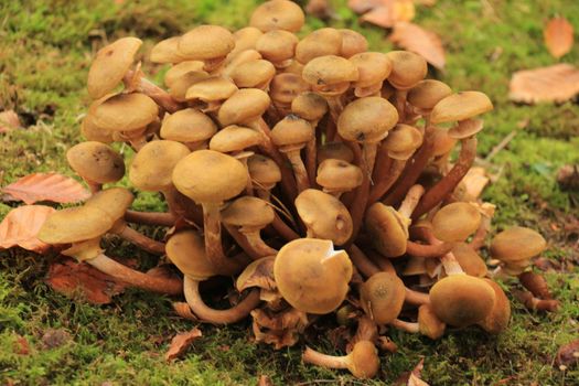 Group of mushrooms in a fall forrest