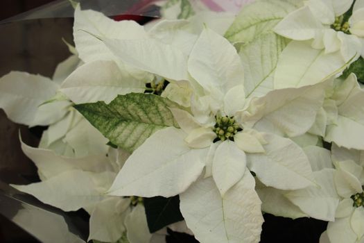 group of white poinsettia in full flower christmas season plants