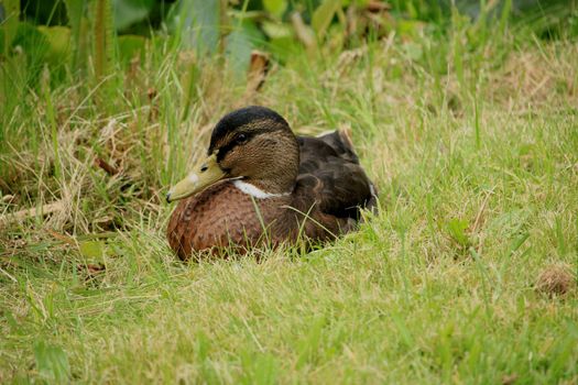 A female duck, relaxing in the grass