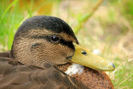A female duck, closeup shot,  relaxing in the grass